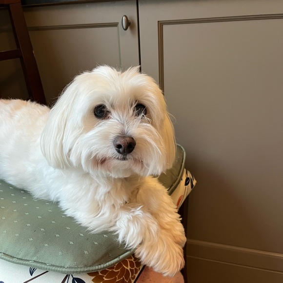 Meet your Posher, Bruce - Picture 5 of 5